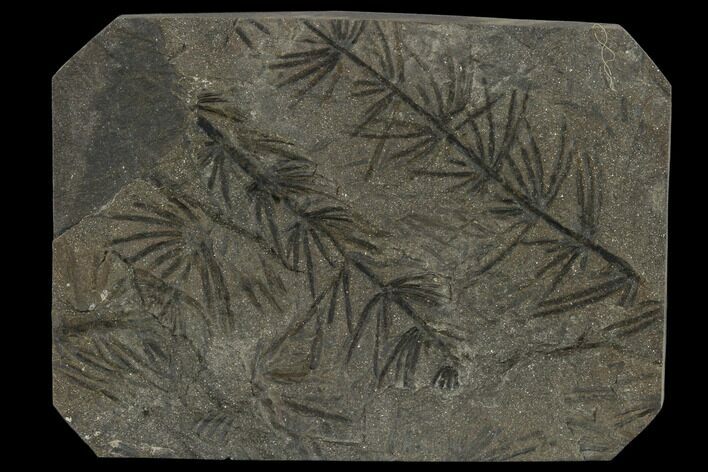 Fossil Pennsylvanian Horsetail (Asterophyllites) Plate - France #114667